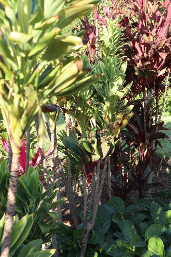 God'S Peace Of Maui Makawao Exterior foto